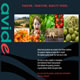 Avide Foods